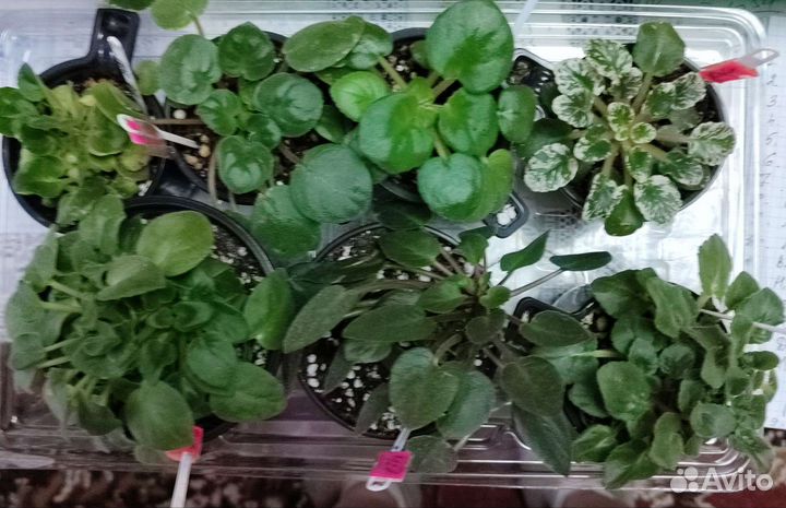 Фиалки сортовые, детки