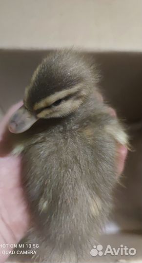 Цыплята под заказ