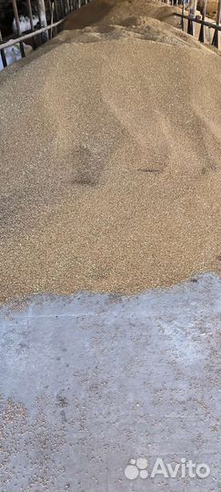 Зерно пшеница