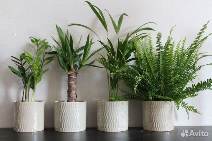 Арека/Дипсис/Ховея