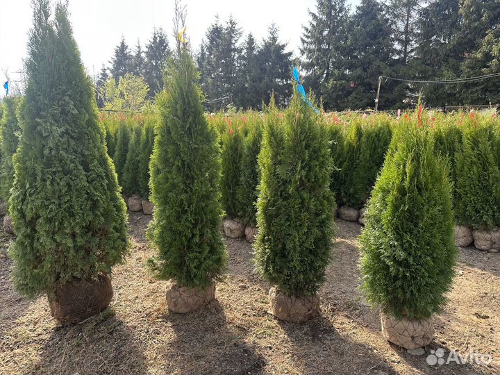 Туя Cмарагд