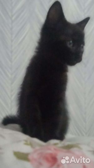 Котята в добрые руки в дар