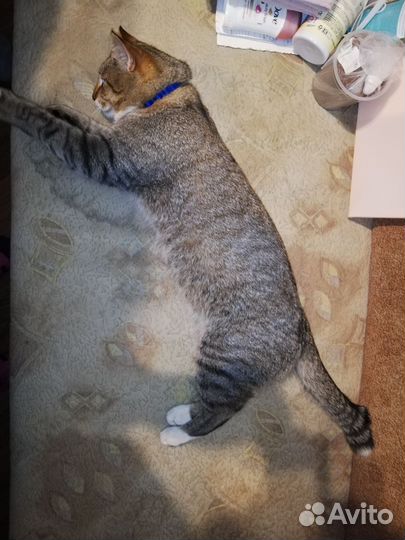 Отдам кота в добрые руки