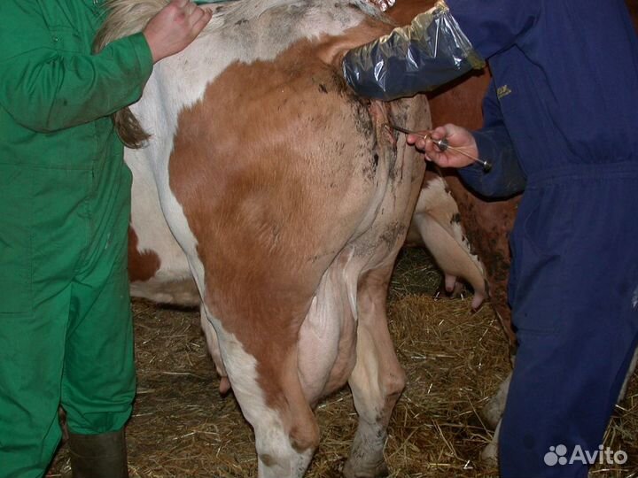 Искусственное осеменение коров