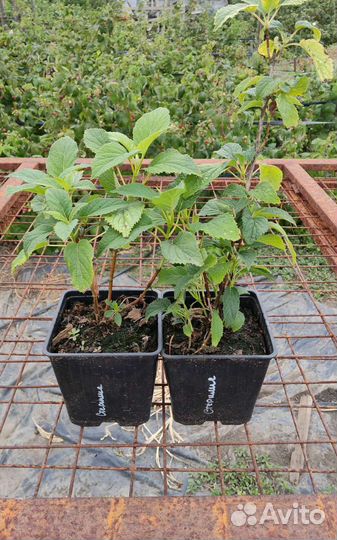 Гортензия древовидная Стерилис