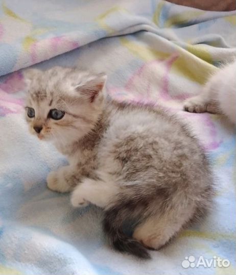 Сибирская кошка