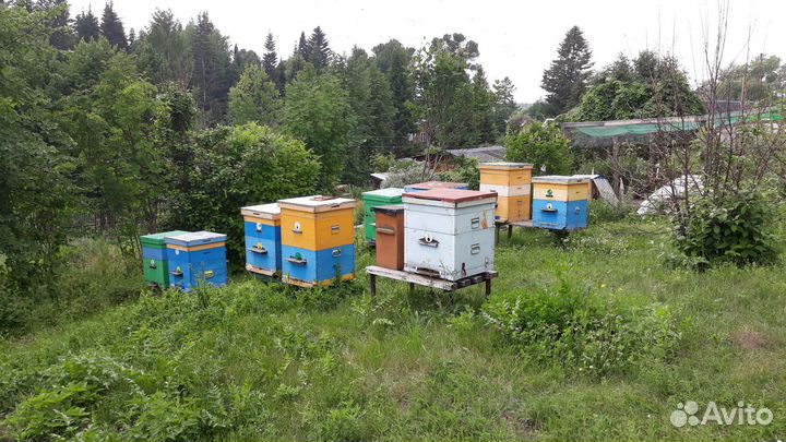 Продам пасеку