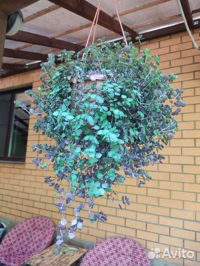 Цветы в кашпо: каллизия, традесканция и хлорофитум