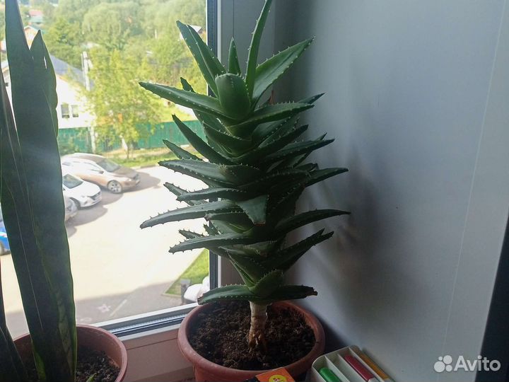 Алоэ