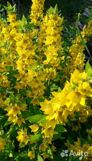 Рассада многолетники, луковичные