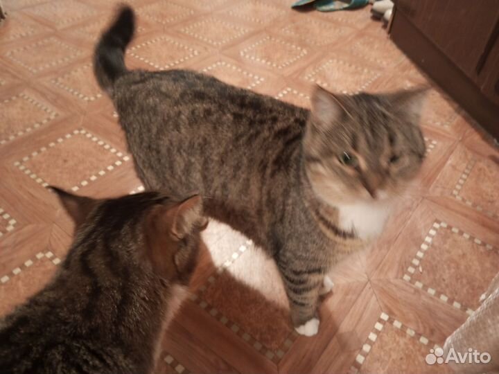 Кот Вася, кошечка Муся