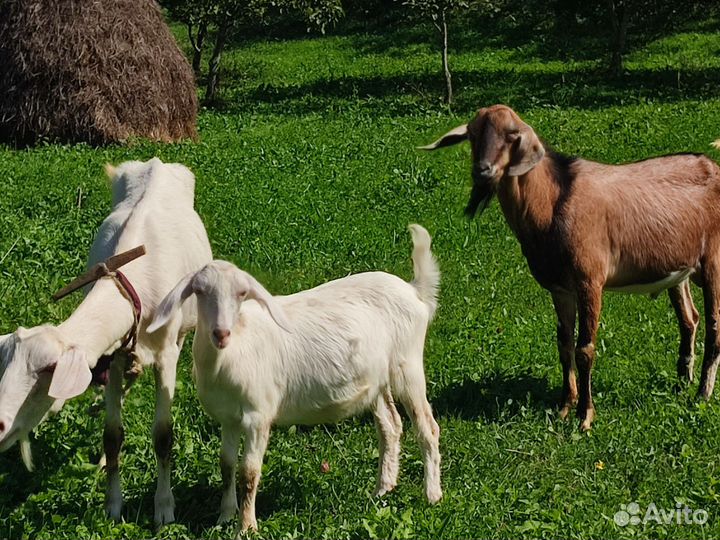 Нубийский козёл и заненские козы