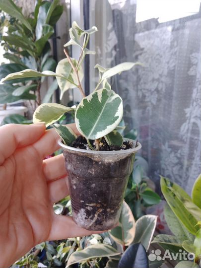 Отростки фикуса