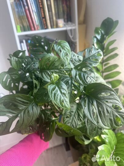 Монстера манки маск