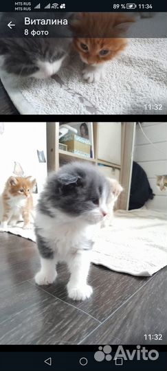 Котята в добрые руки 1 месяц