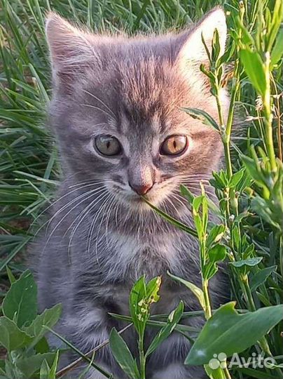Кошки в добрые руки котята