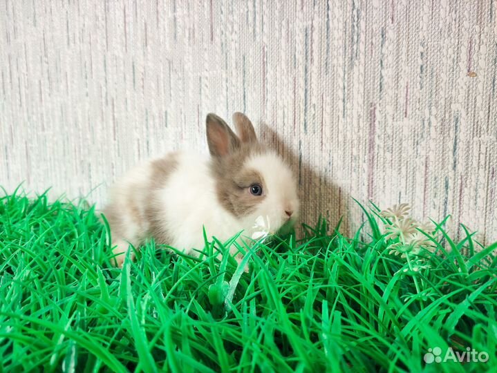Мини карликовый кролик - ручной, добрый