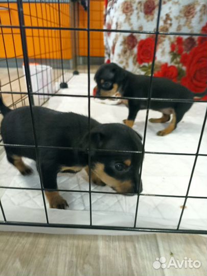 Той-терьер щенки