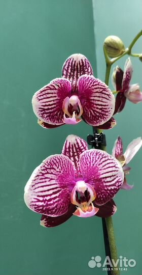 Орхидея фаленопсис