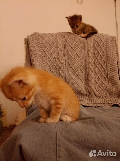 Золотые коты в добрые руки