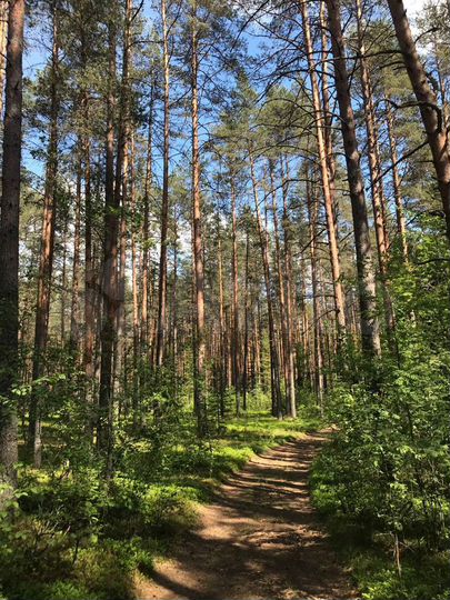 Участок 17 сот. (ИЖС)