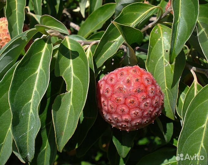Гималайское клубничное дерево, корнус Бентэм