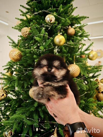 Померанский шпиц девочка супер медвежонок