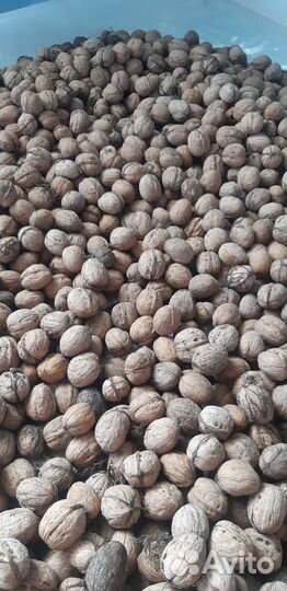 Орех грецкий