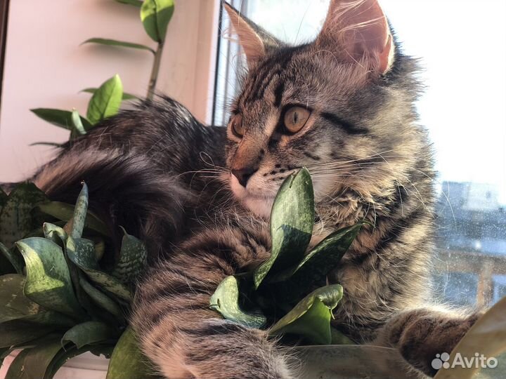 Кот вязка