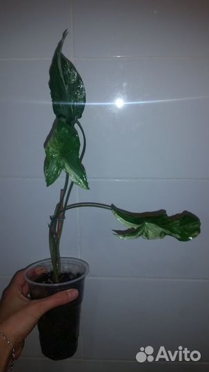 Сингониум Imperial White