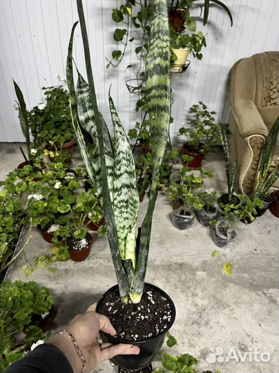 Пеларгония