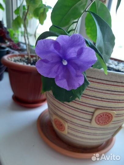 Уайтфельдия, брунфельсия