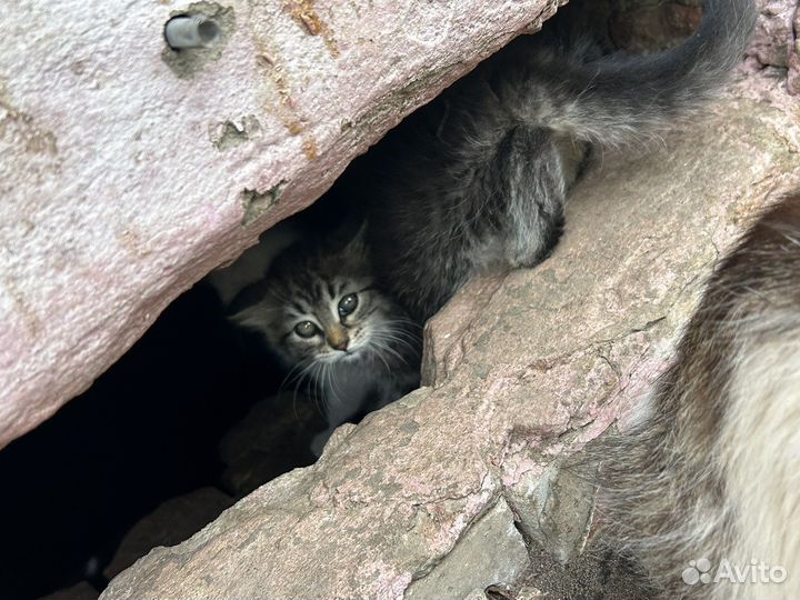 Котята и кошки