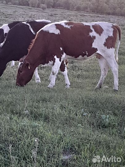 Корова,овец,бараны