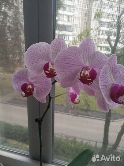 Орхидея фаленопсис 
