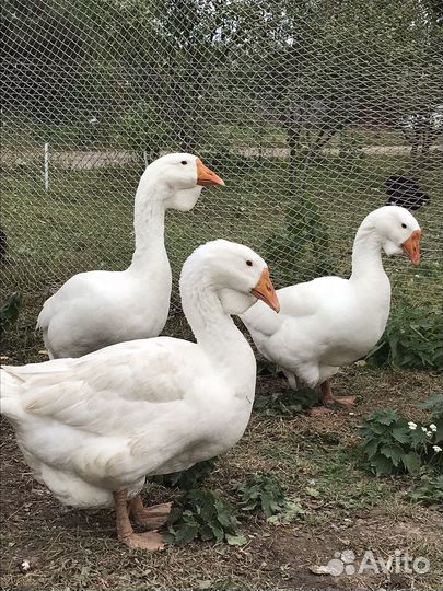 Холмогорские гуси, линда