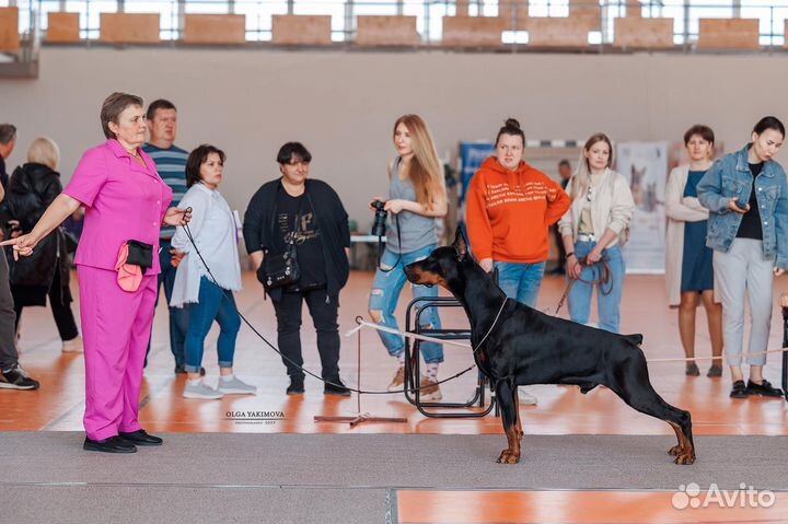 Профессиональный хендлер. Показ на выставках