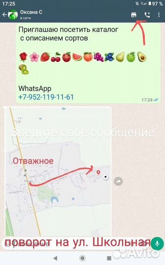 Роза плетистая Эльф