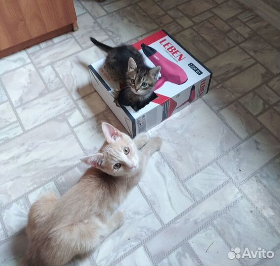 Котята в добрые руки