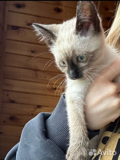 Тайская девочка-метиска