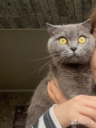 Британская вислоухая кошка