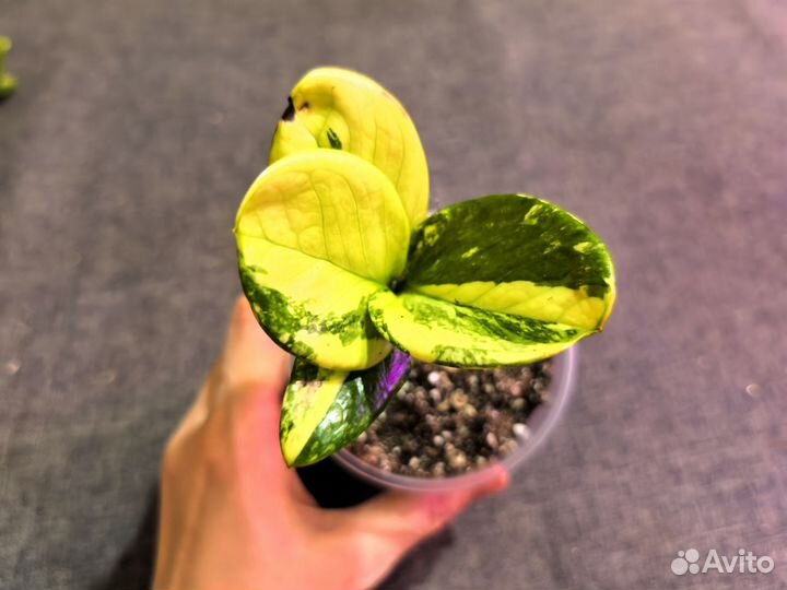 Замиокулькас вариегатный Big round leaf кустик