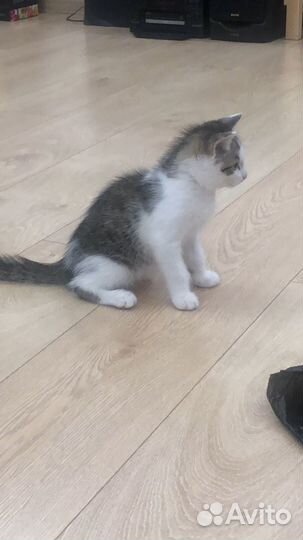 Котенок 3 месяца