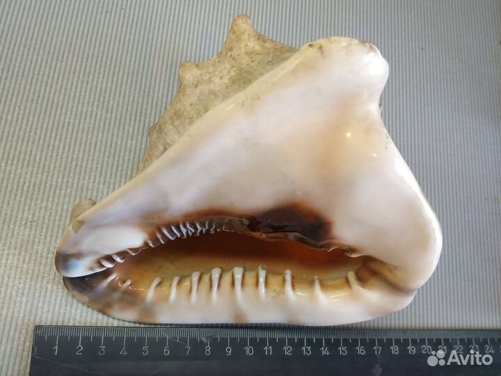 Морские раковины