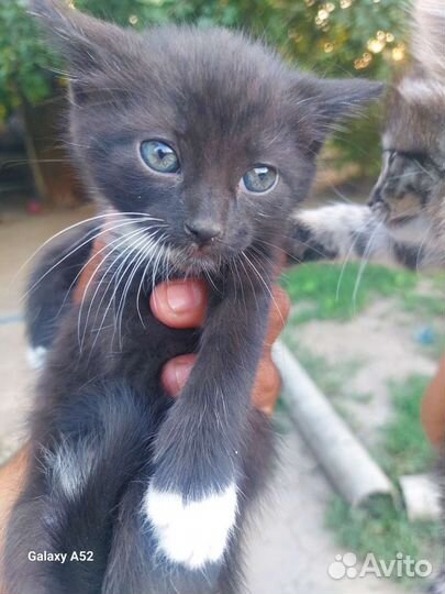 Котёнок