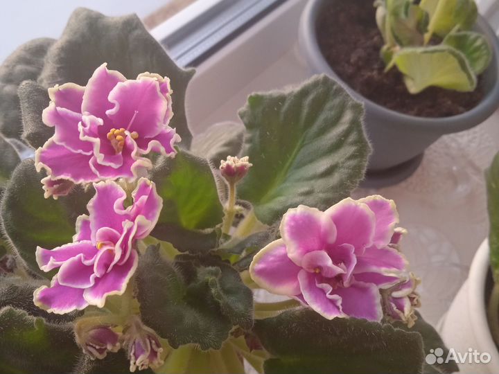 Фиалки детки