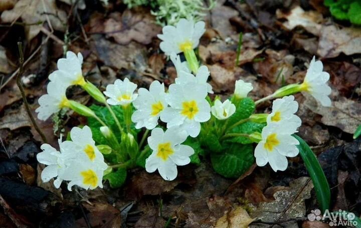 Первоцветы микс садовые