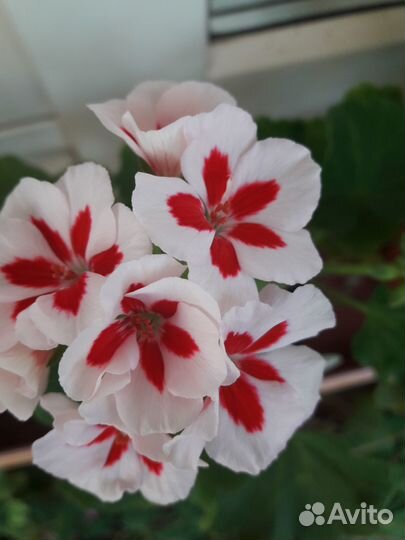 Пеларгония герань махровая