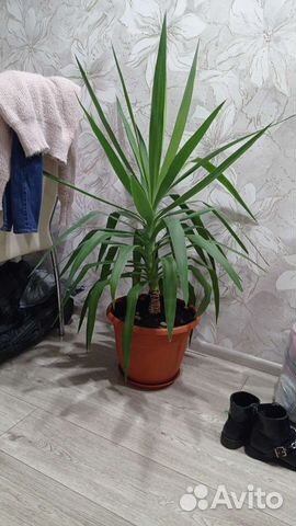 Комнатные цветы юкка