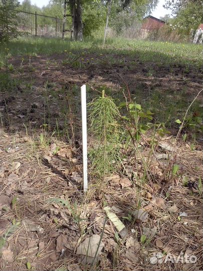 Саженцы сосны обыкновенной